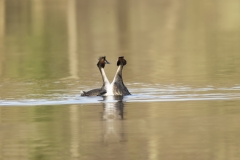 Great Crested Grebes Courtship Dance