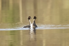 Great Crested Grebes Courtship Dance