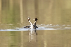 Great Crested Grebes Courtship Dance