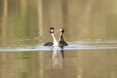 Great Crested Grebes Courtship Dance