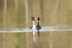 Great Crested Grebes Courtship Dance