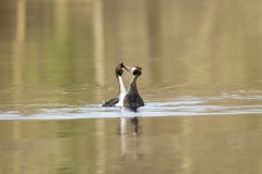 Great Crested Grebes Courtship Dance