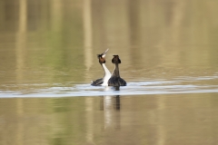 Great Crested Grebes Courtship Dance