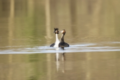 Great Crested Grebes Courtship Dance