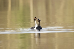 Great Crested Grebes Courtship Dance