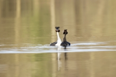 Great Crested Grebes Courtship Dance