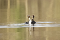 Great Crested Grebes Courtship Dance