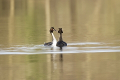 Great Crested Grebes Courtship Dance