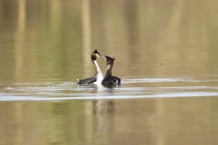 Great Crested Grebes Courtship Dance