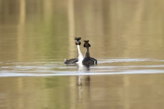 Great Crested Grebes Courtship Dance