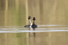 Great Crested Grebes Courtship Dance