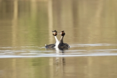 Great Crested Grebes Courtship Dance