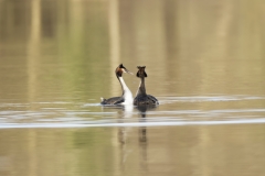 Great Crested Grebes Courtship Dance