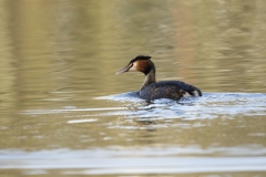 Moorhen