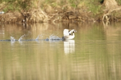 Great Crested Grebe Landing on Lake