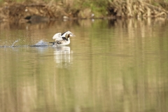 Great Crested Grebe Landing on Lake