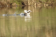 Great Crested Grebe Landing on Lake