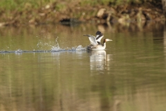 Great Crested Grebe Landing on Lake