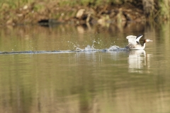 Great Crested Grebe Landing on Lake