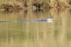 Great Crested Grebe Landing on Lake