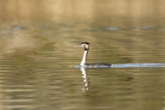 Great Crested Grebe