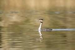 Great Crested Grebe