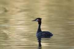 Great Crested Grebe