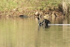 Cormorant Landing on Lake