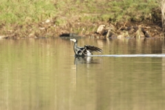 Cormorant Landing on Lake