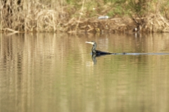 Cormorant Landing on Lake