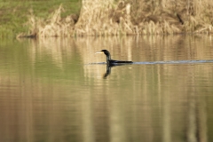 Cormorant Landing on Lake