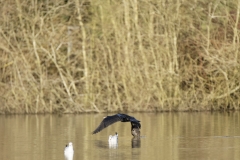 Cormorant in Flight