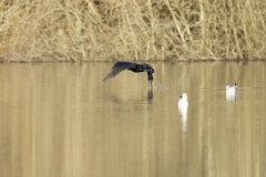 Cormorant in Flight