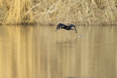 Cormorant in Flight