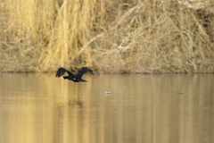 Cormorant in Flight