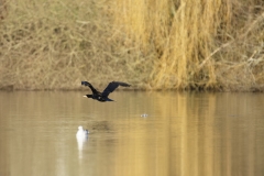 Cormorant in Flight