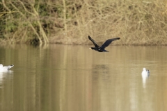 Cormorant in Flight