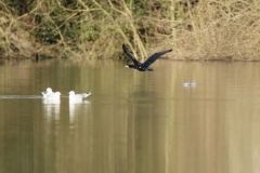 Cormorant in Flight