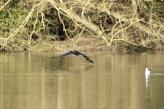 Cormorant in Flight