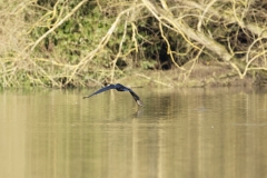 Cormorant in Flight