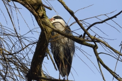 Grey Heron in Tree