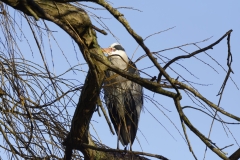 Grey Heron in Tree