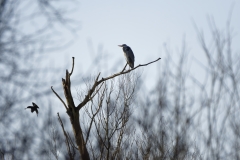 Grey Heron in Tree