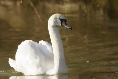 Swan Closeup