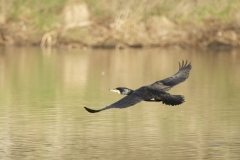 Cormorant in Flight