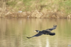 Cormorant in Flight