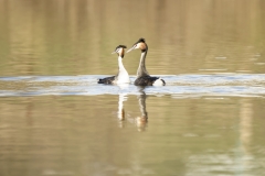 Great Crested Grebes Courtship Dance