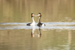 Great Crested Grebes Courtship Dance