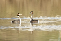 Great Crested Grebes Courtship Dance