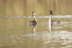 Great Crested Grebes Courtship Dance